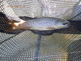 $BaldEagleSpring5-31 thru 6-3-2021030$ And another fish. Spring Creek is not stocked and aside from a few fish that migrate from Bald Eagle, all these fish are stream bred.